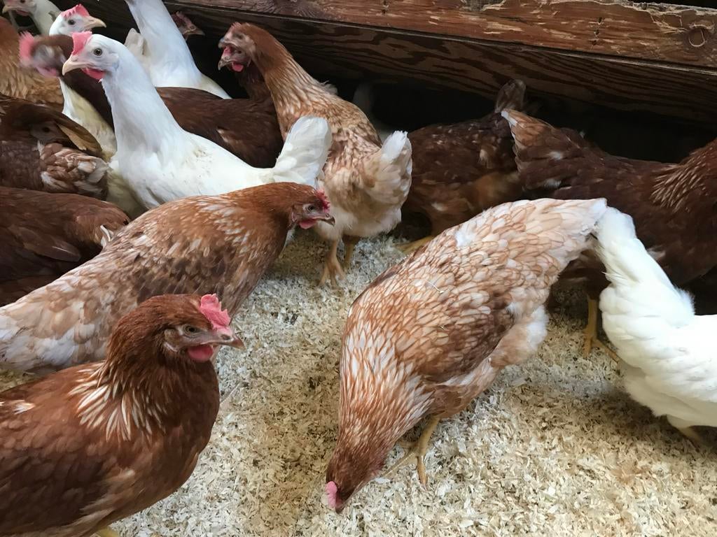 Jonge hennen lohmann en wit legkippen 19 w  kippen leghennen, Vrouwelijk, Kip