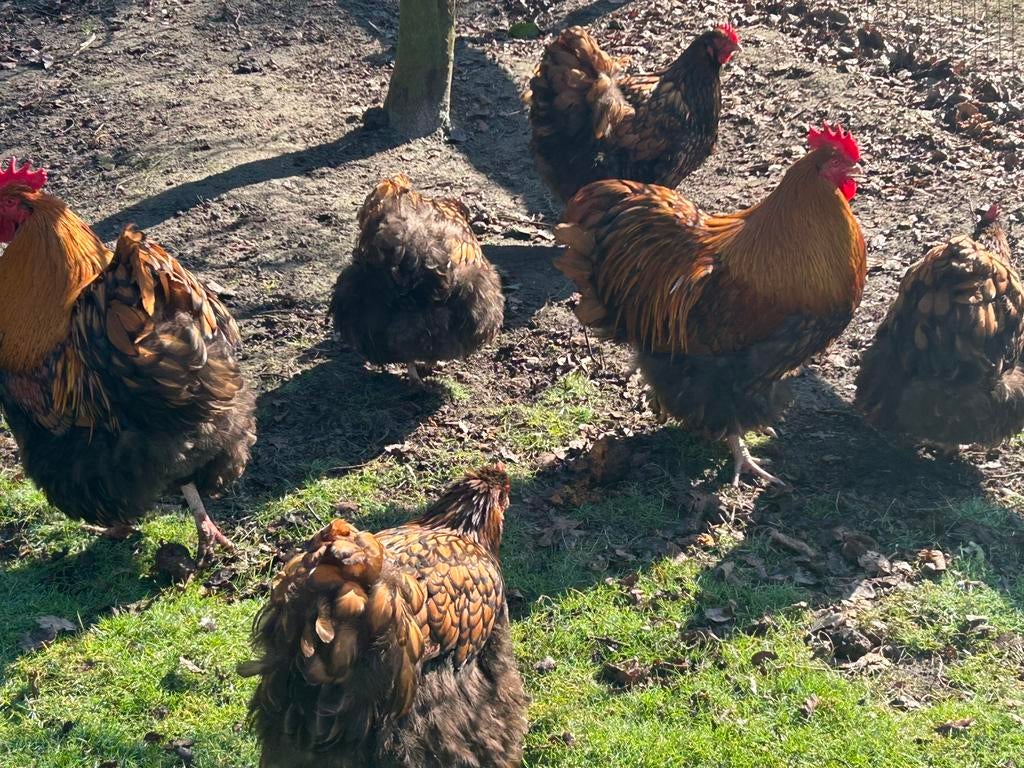 Broedeieren van de Orpington groot, Dieren en Toebehoren, Pluimvee, Geslacht onbekend, Kip