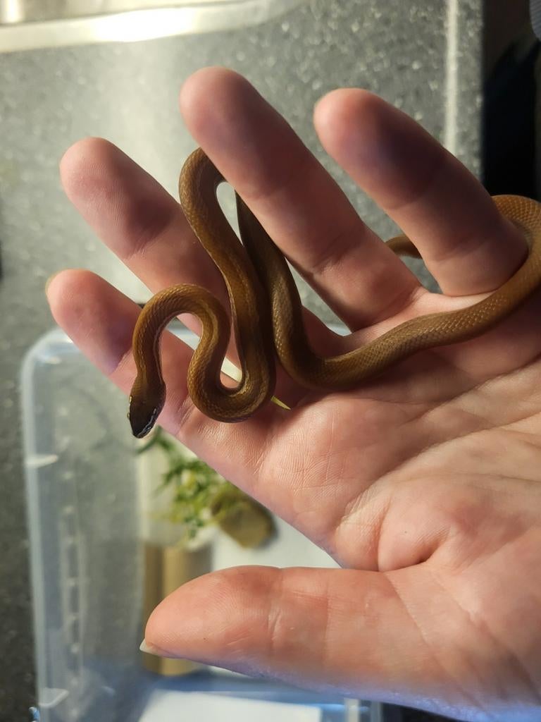 Afrikaanse Huisslang baby's - incl. starter setup, Dieren en Toebehoren, Slang, Tam, 0 tot 2 jaar