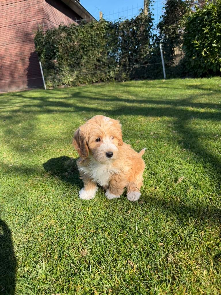 Maltipoo (Maltezer x Poedel) pups, Poedel, Parvo, Nederland, 8 tot 15 weken