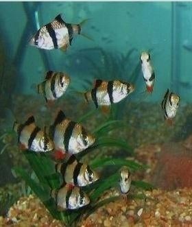 Sumatranen - mooie visjes voor het tropisch aquarium, Dieren en Toebehoren, Vissen | Aquariumvissen, Zoetwatervis, Vis, Schoolvis
