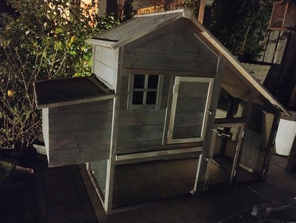 Kippenhok, Vrouwelijk, Kip