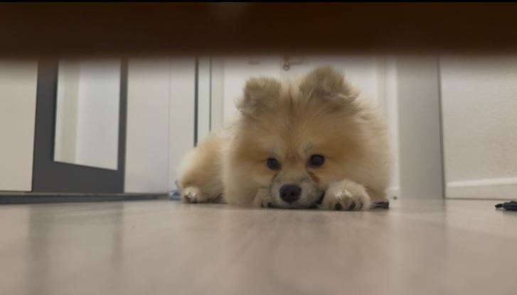 Pomsky 8 Maand Pablo zoekt een nieuw huis - Zie omschrijving, Keeshond, Rabiës (hondsdolheid), 15 weken tot 1 jaar, Reu