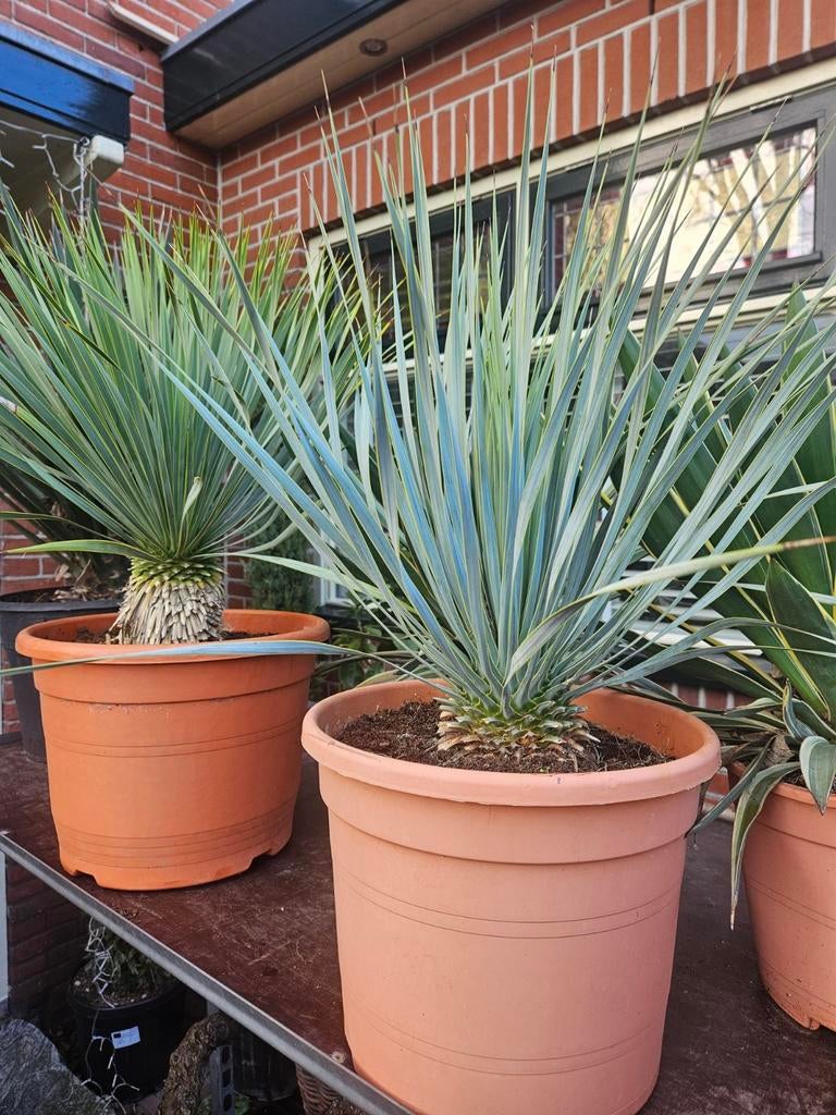 Yucca Rostrata winterhard - diverse maten vanaf 39 euro, Tuin en Terras, Planten | Bomen, Volle zon, Ophalen of Verzenden, 100 tot 250 cm