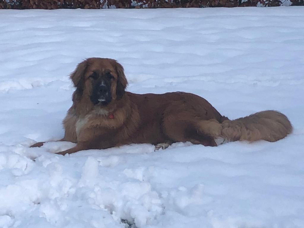 Super lieve 1 jarige Leonberger, Dieren en Toebehoren, Rabiës (hondsdolheid), 15 weken tot 1 jaar, Overige rassen, Teef