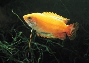 Honing Gourami Goud - Prachtig visje voor je aquarium, Dieren en Toebehoren, Vissen | Aquariumvissen, Zoetwatervis, Vis