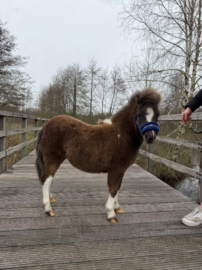 shetlander te koop, Gechipt, Niet van toepassing, 0 tot 2 jaar, Hengst