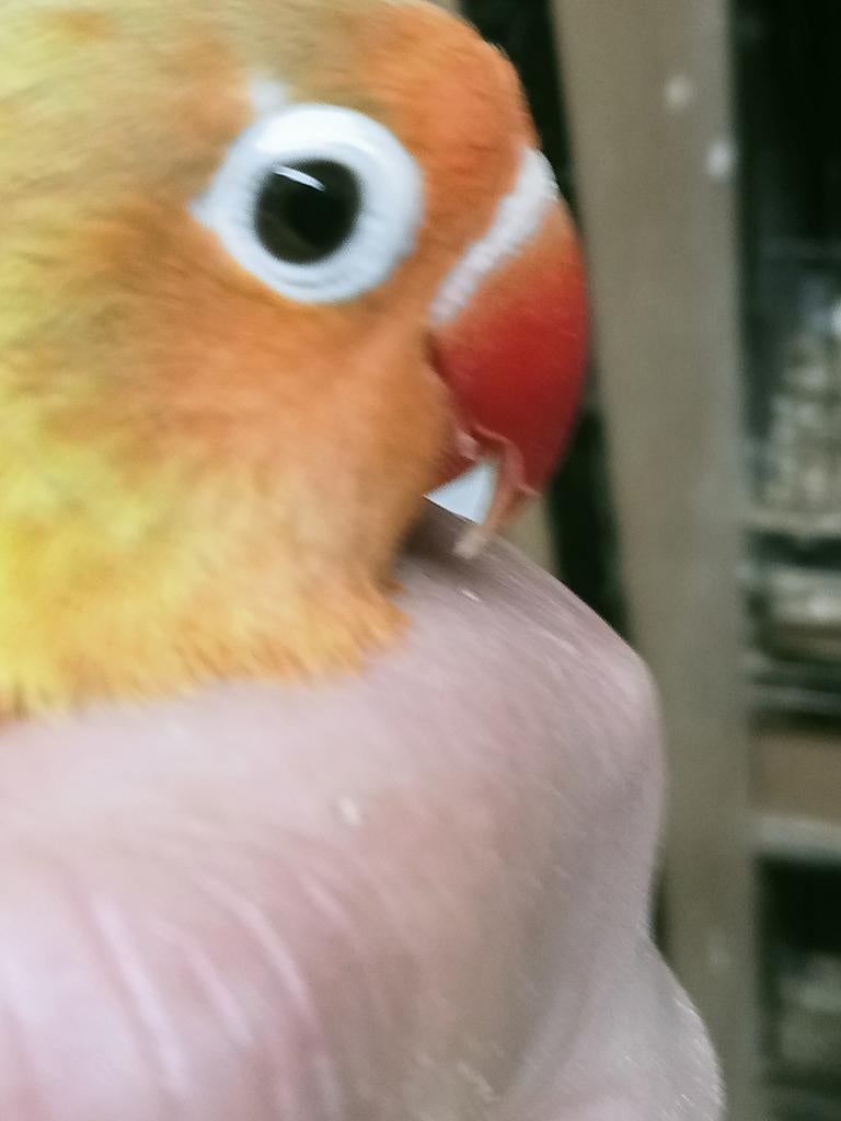 Prachtige piep jonge agapornis fisheri split pale fallow, Dieren en Toebehoren, Meerdere dieren, Dwergpapegaai of Agapornis, Geringd