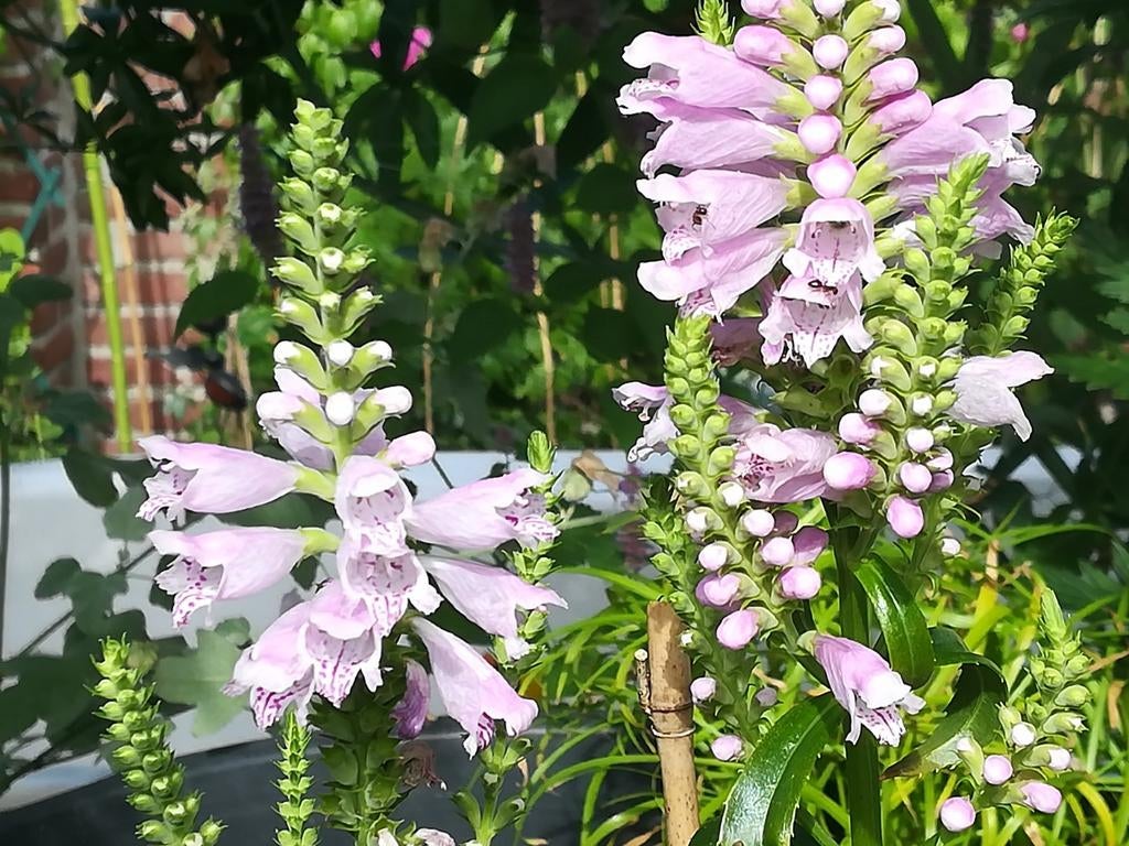 Scharnierplant zaden, Physostegia virginiana, Verzenden, Volle zon