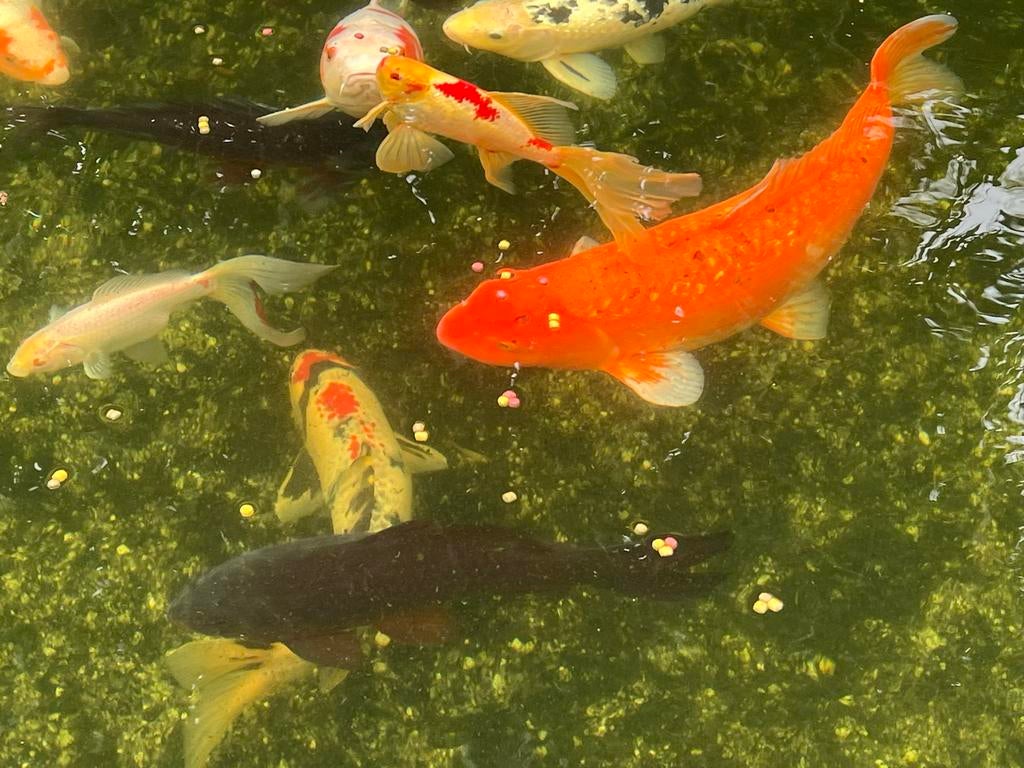 Koikarpers in diverse kleuren en afmetingen, Karper of Koi