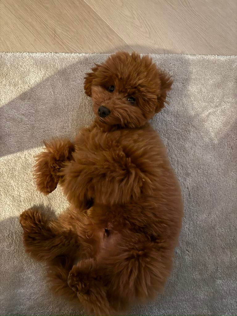 Toypoedel 6 maanden, Poedel, 15 weken tot 1 jaar, Reu, Eén hond