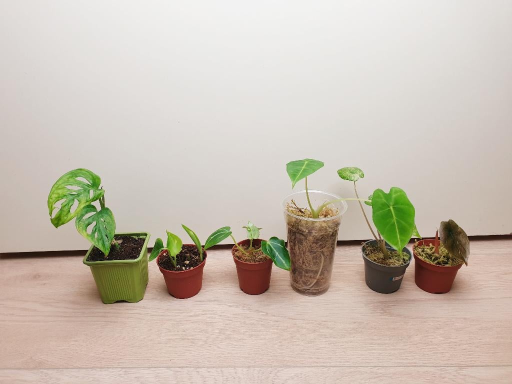 Set baby kamerplantjes, anthurium, alocasia, monstera, Huis en Inrichting, Kamerplanten, Overige soorten, In pot, Minder dan 100 cm