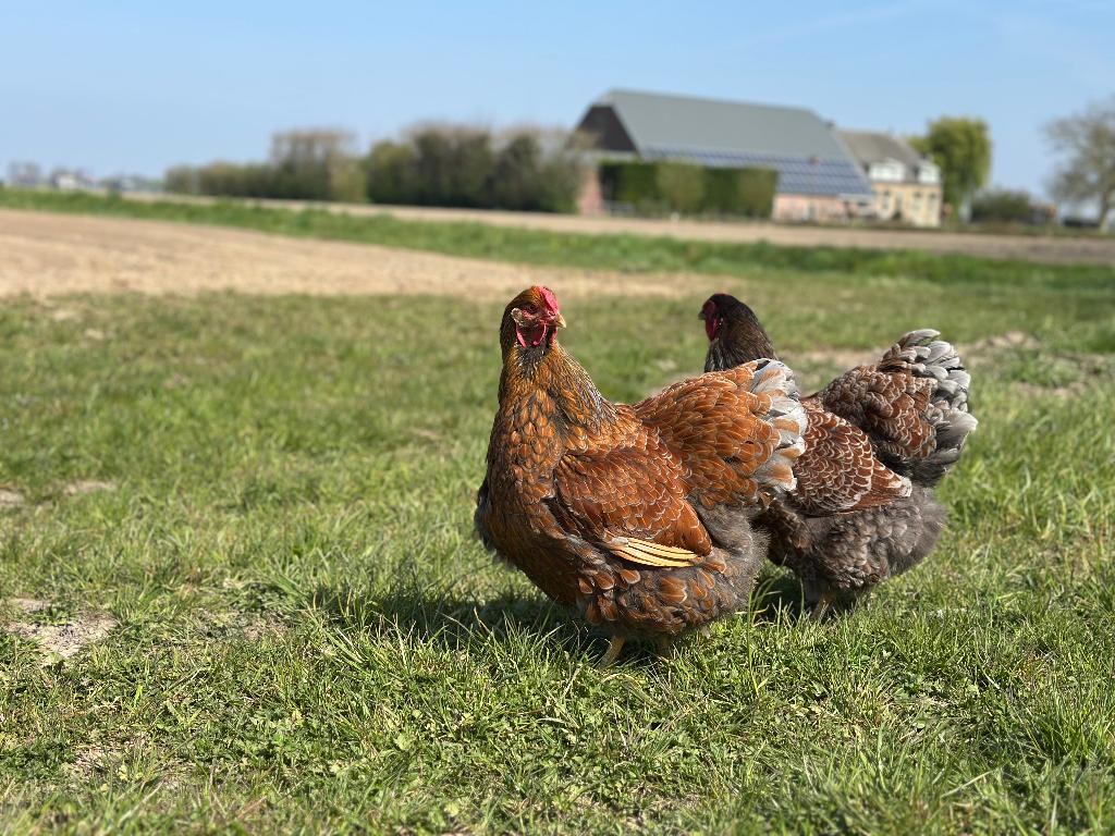 Jonge tamme Wyandotte kippen gesekst & ingeënt, Vrouwelijk, Kip