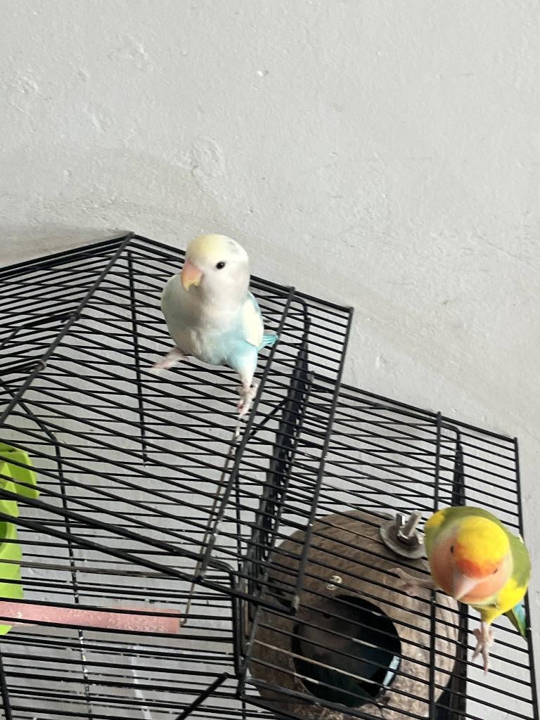 Dwergpapegaaien zoeken nieuwe verzorgers!, Dieren en Toebehoren, Meerdere dieren, Dwergpapegaai of Agapornis, Tam