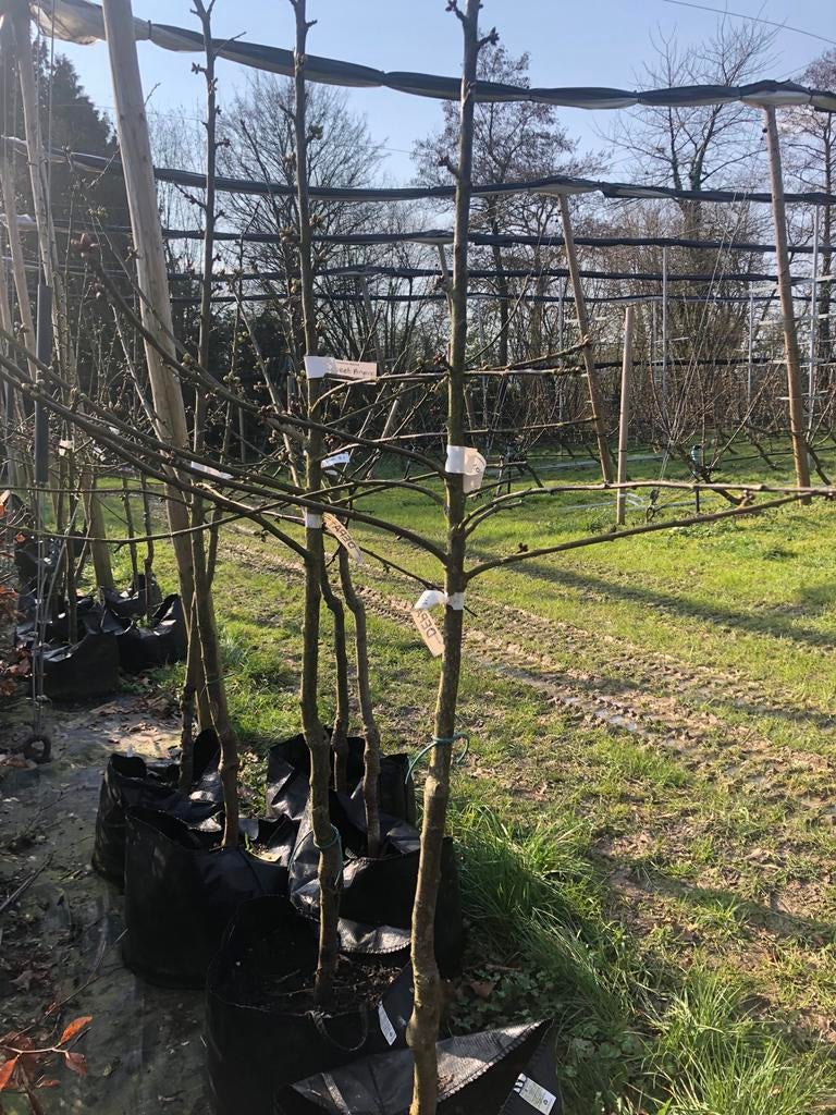 Biologische Laagstam Zoete Kersenboom in Pot - Diverse Soort, Tuin en Terras, Planten | Fruitbomen, Ophalen, Lente, Volle zon