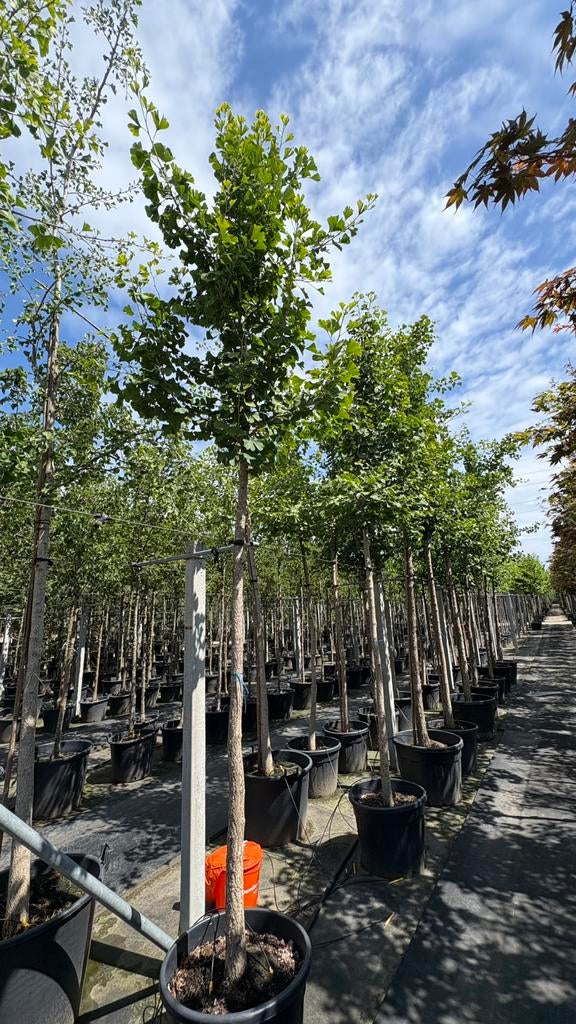 Ginkgo biloba | japanse notenbomen in maten, Ophalen of Verzenden, Volle zon, Overige soorten