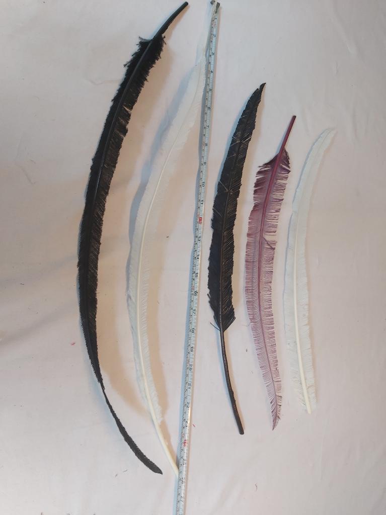 Set nieuwe mooie struisvogel veren (B) div kleuren, Ophalen of Verzenden, Nieuw, Meerdere media, Kunst en Creatief