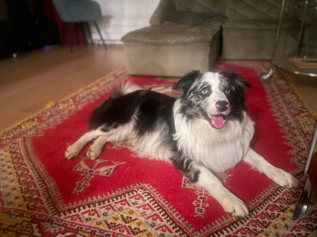 Border Collie reu ter dekking – Blue, Dieren en Toebehoren, Honden | Dekreuen, Reu, Parvo, Eén hond, 3 tot 5 jaar