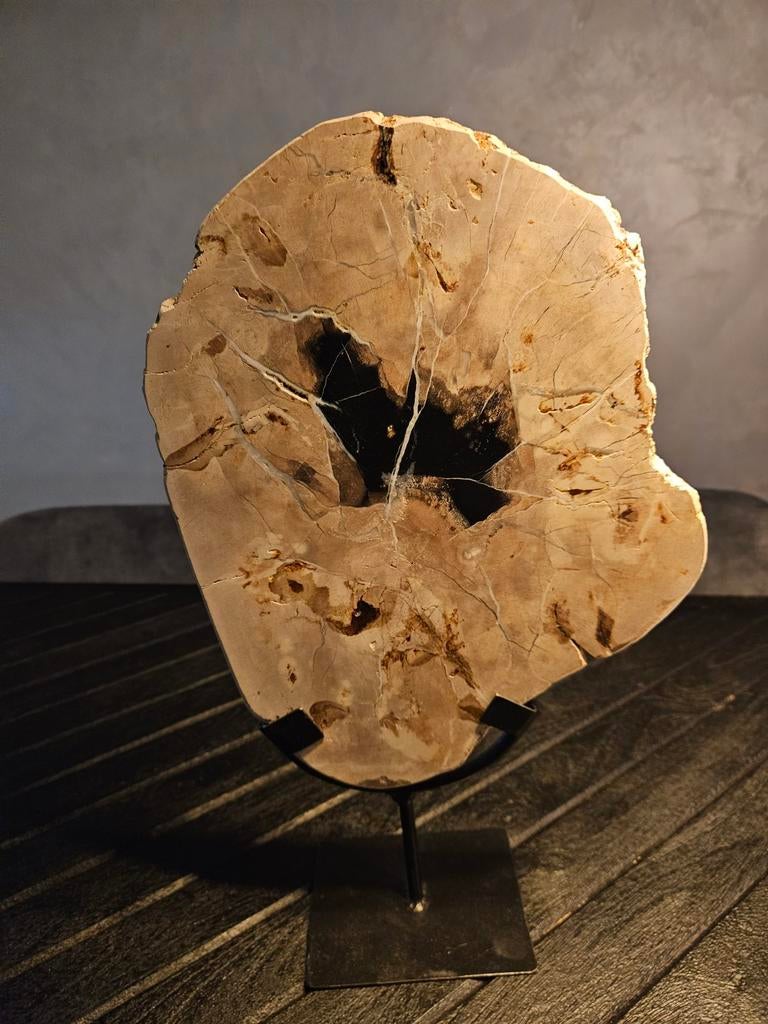 Versteend hout, Ophalen of Verzenden, Fossiel