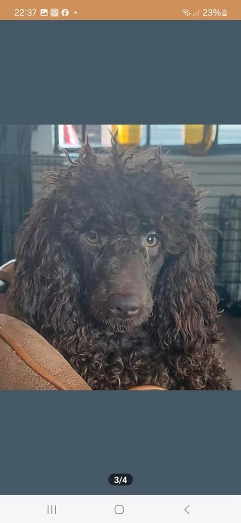 Dekreu  middelslag poedel, Dieren en Toebehoren, Parvo, 1 tot 2 jaar, Eén hond, Nederland