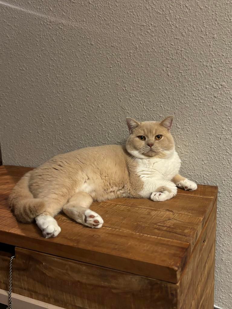 Brits korthaar stamboom dekkater cream and white bicolor, 0 tot 2 jaar