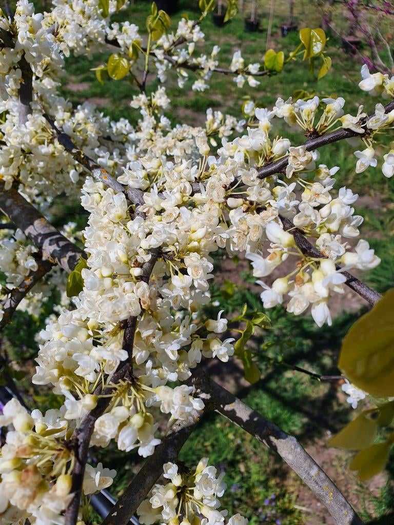 Cercis canadensis Vanilla Twist / Judasboom treurvorm ‼️‼️, Tuin en Terras, Planten | Bomen, Treurboom, Lente, 100 tot 250 cm
