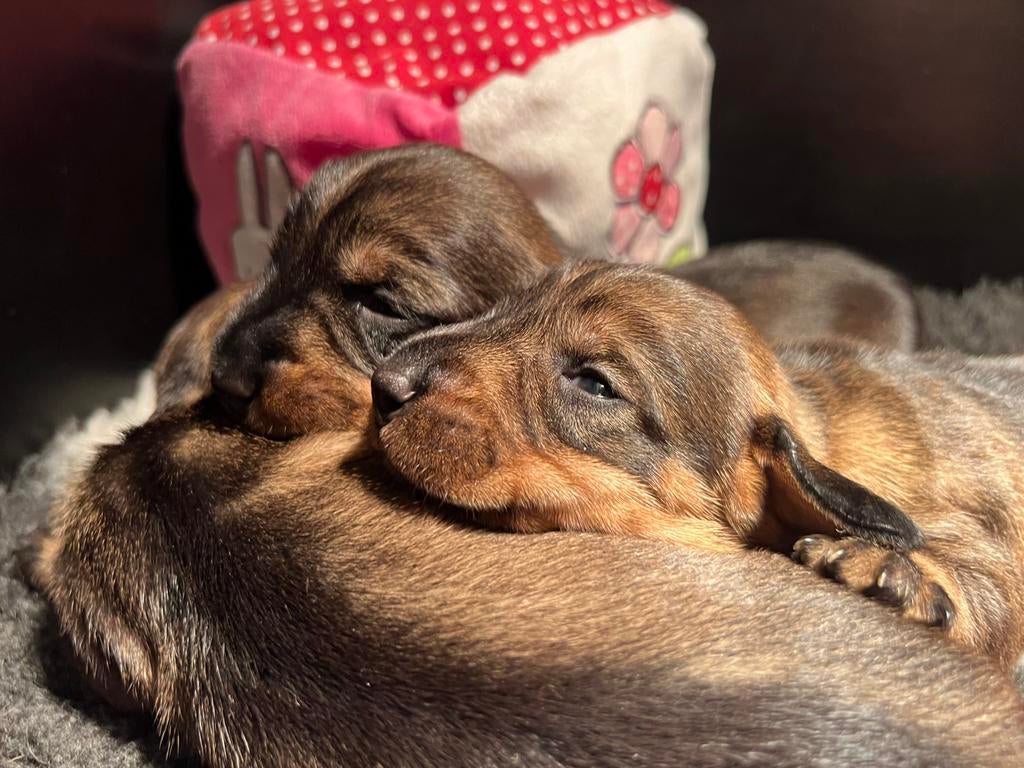 Standaard Ruwharige Teckel pups met FCI Stamboom, Dieren en Toebehoren, Parvo, Nederland, Overige rassen, 8 tot 15 weken