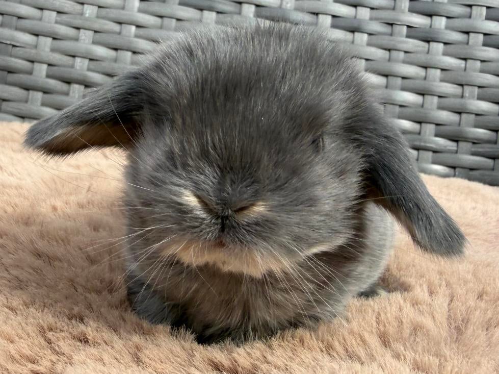 Nog 1 lief en mooi jong Hangoordwerg rammetje, blauw otter, Dieren en Toebehoren, Konijnen, Meerdere dieren, Dwerg, Hangoor, 0 tot 2 jaar