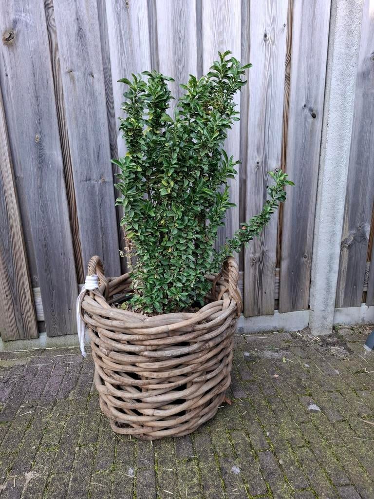 Grote  plantenbak, Overige materialen, Gebruikt, Rond, Ophalen of Verzenden