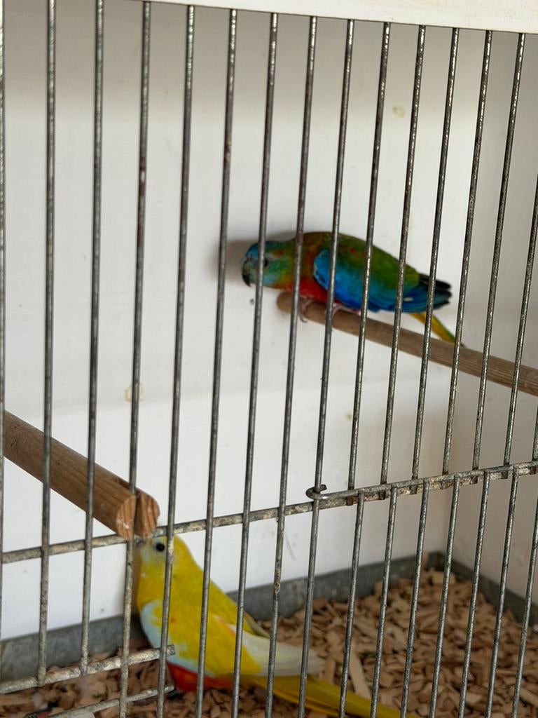 parkieten turquoisine broedkoppel, Meerdere dieren, Parkiet