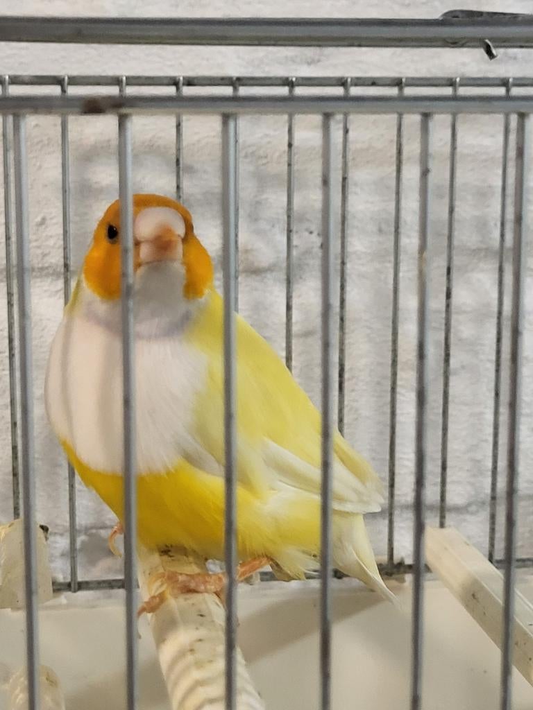 Mooie koppel gele gouldamadines, kweekklaar, Meerdere dieren