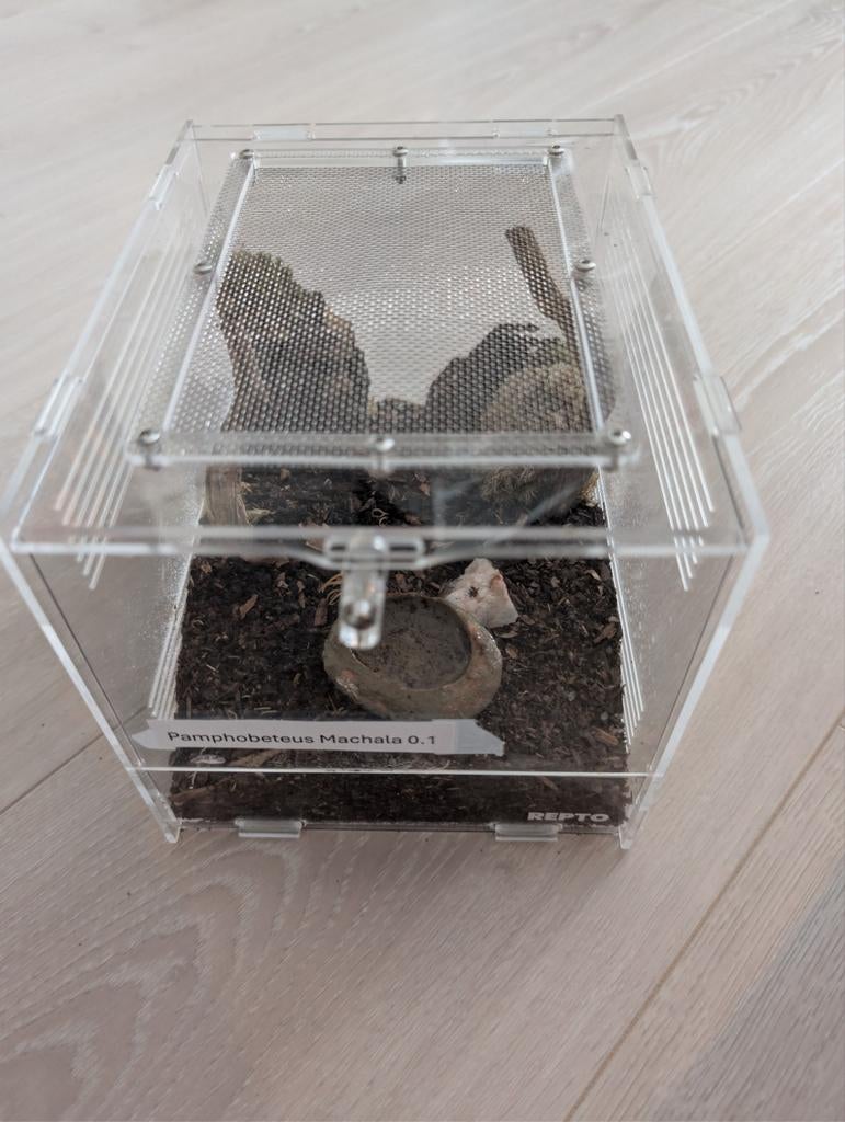 Pamphobeteus Machala 0.1, Dieren en Toebehoren, Insecten en Spinnen, Spin of Schorpioen