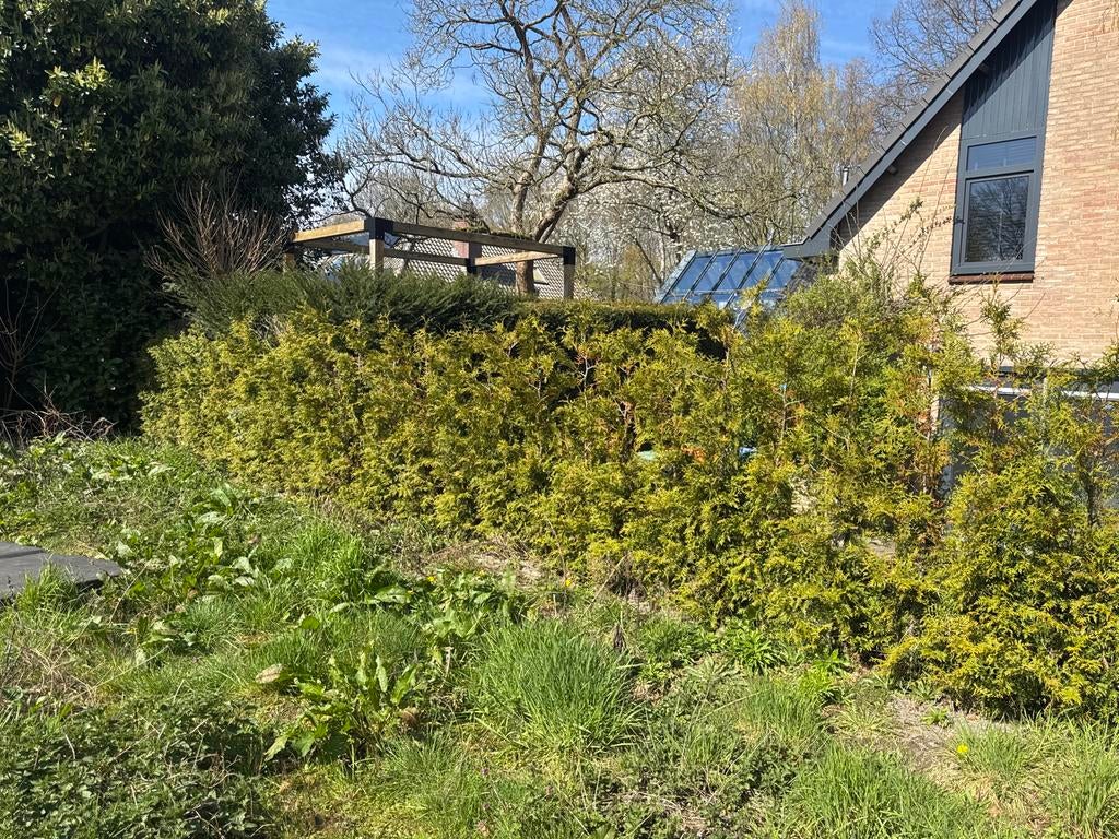 Coniferen Thuja Brabant 48 stuks 175cm hoog, Ophalen, Conifeer, Haag, 100 tot 250 cm