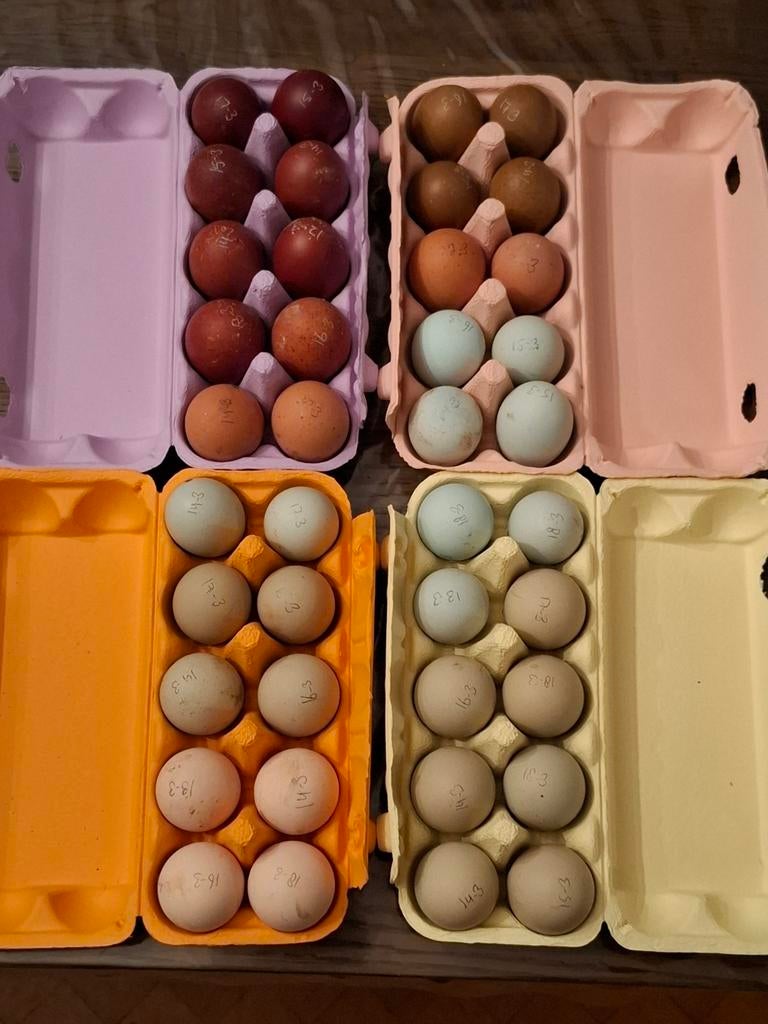 Broedeieren easter eggers, Dieren en Toebehoren, Pluimvee, Geslacht onbekend, Kip