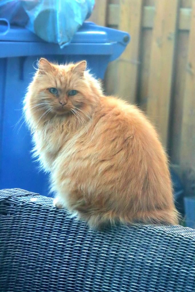 Dieren verzorging aan huis omgeving Pernis, Diensten en Vakmensen, Dieren | Honden | Verzorging, Oppas en Les, Particuliere oppas