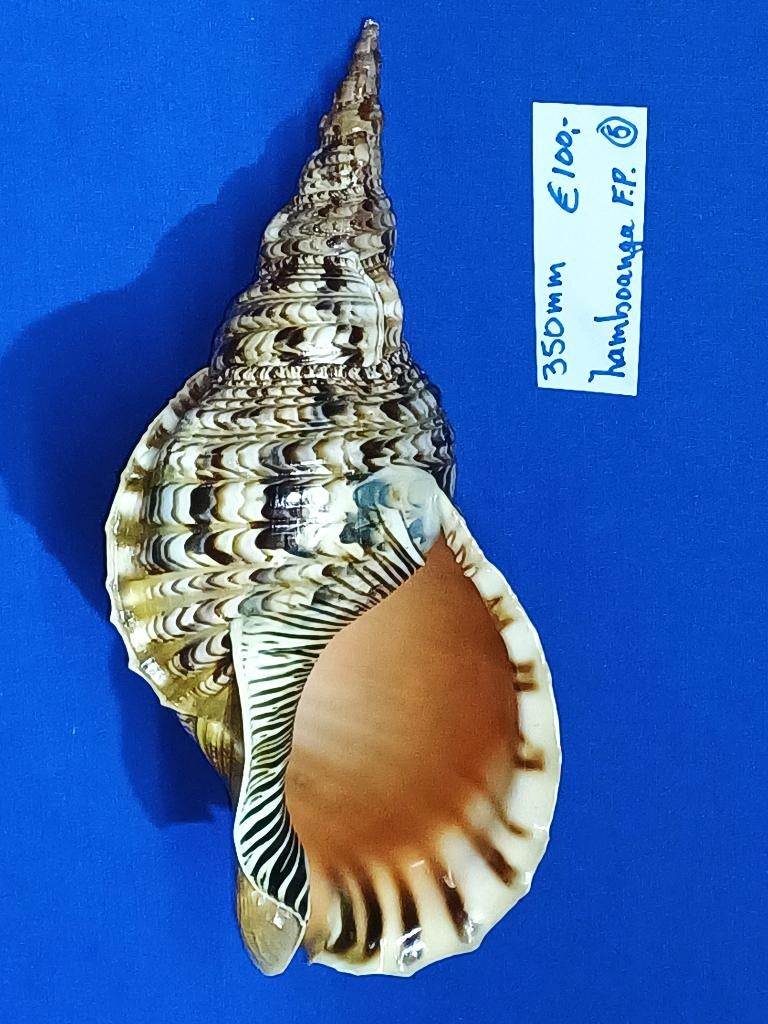 schelpen,  Charonia tritonis, Ophalen of Verzenden, Schelp(en)