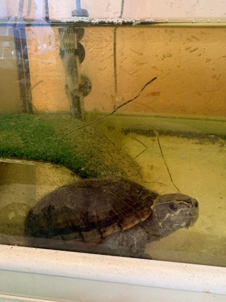 Muskusschildpad Turtle - unknown for sale from wwwess