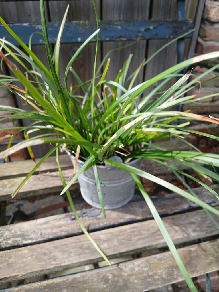 Bosje Liriope/leliegras., Ophalen, Groenteplanten, Volle zon