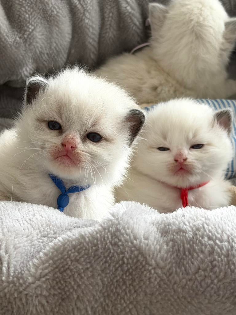 Ragdoll kitten met stamboom(fokken), Dieren en Toebehoren, Meerdere dieren, Met stamboom, 0 tot 2 jaar