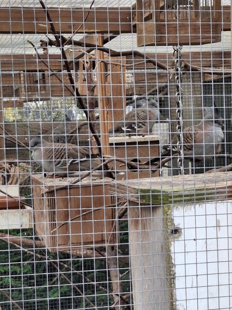 Diverse duiven, Dieren en Toebehoren, Meerdere dieren, Overige soorten