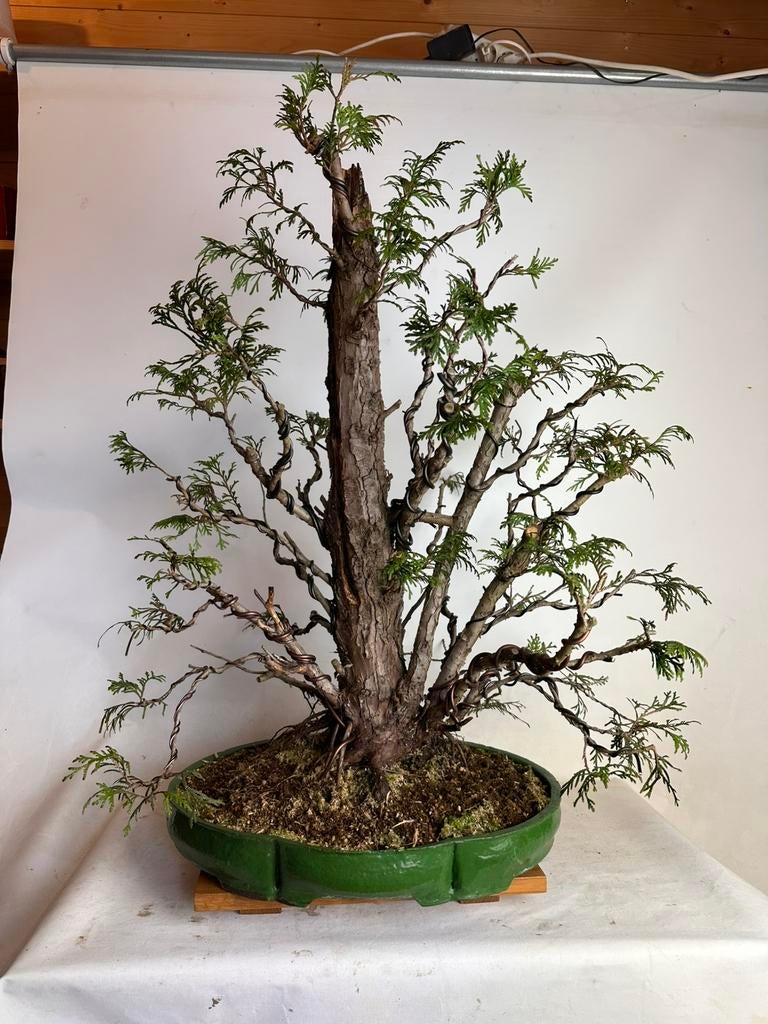 Partij grotere bonsai, Bloeit niet, Overige soorten, Minder dan 100 cm, Ophalen