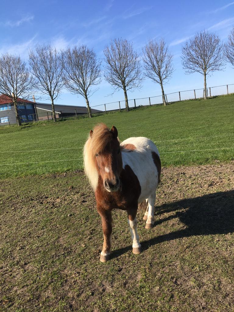 Op zoek naar een leuk dekhengstje, Dieren en Toebehoren, Pony's, Merrie, A pony (tot 1.17m)