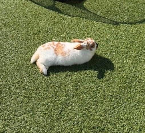 Konijn rammetje 4 maanden oud, Zo goed als nieuw, Konijn, Hok, Ophalen