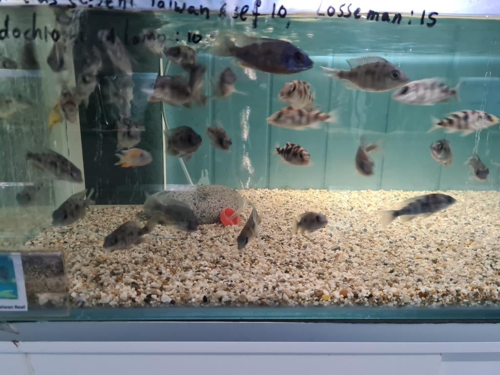 Protomelas Steveni Taiwan Reef Malawi Cichliden, Vis, Zoetwatervis