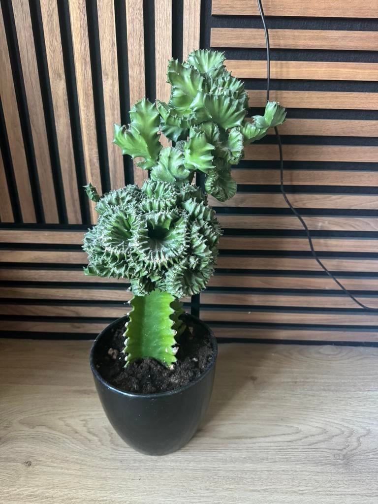 Cactus, Ophalen, Cactus, Volle zon, Minder dan 100 cm