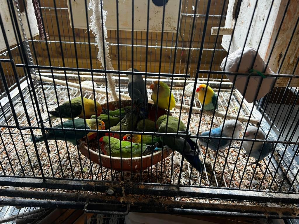 15 agapornissen + 6 broedblokken!, Meerdere dieren, Dwergpapegaai of Agapornis