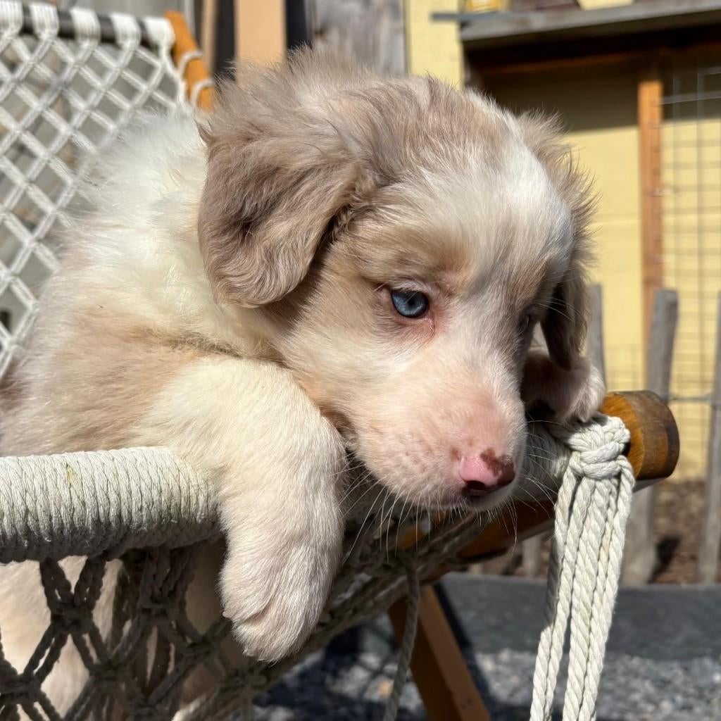 Bordercollie pups, België, Particulier, 8 tot 15 weken, Parvo