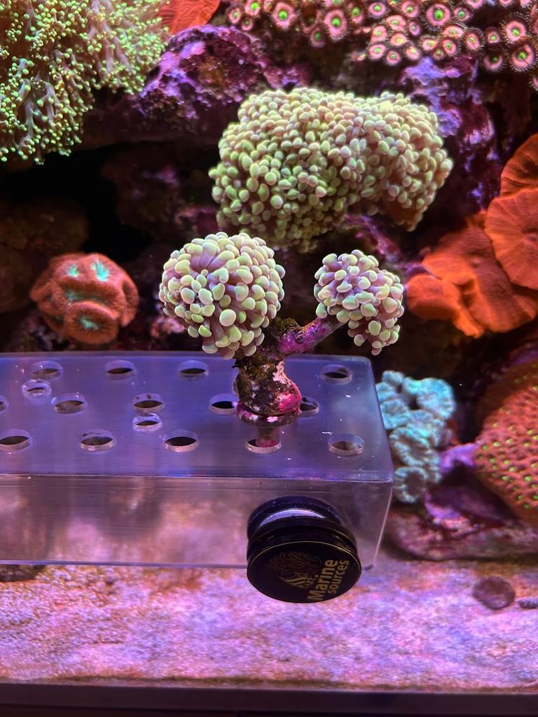 euphyllia paraancora goud geel, Dieren en Toebehoren, Vis