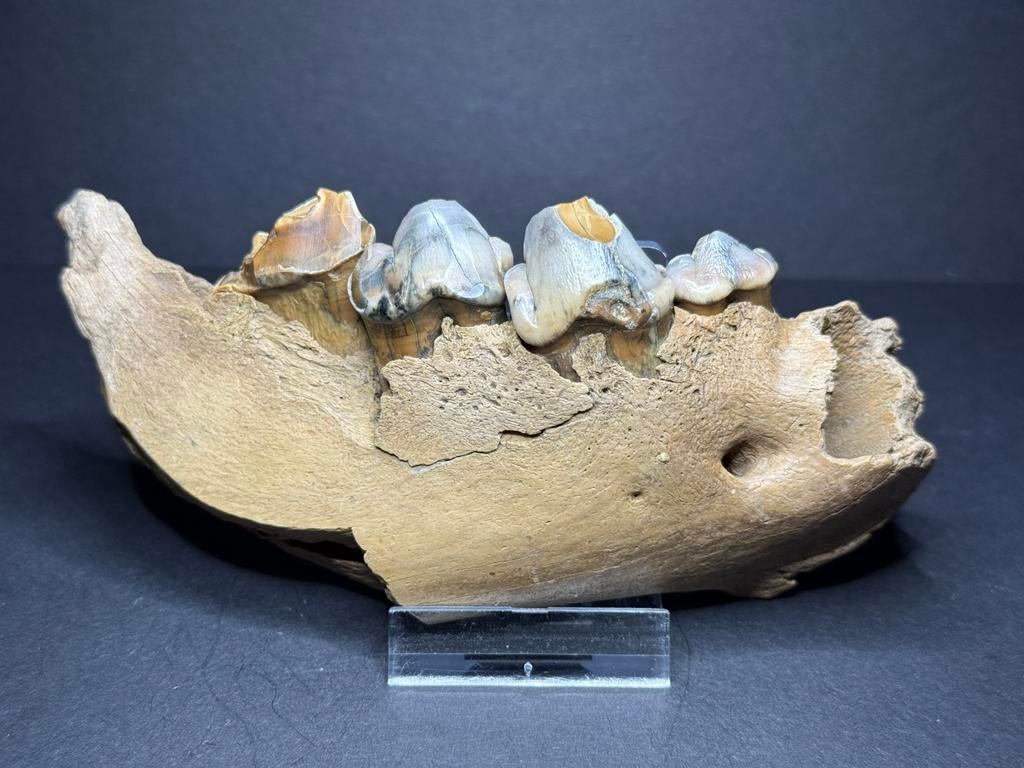 Mooie fossiele hyena kaak, Ophalen of Verzenden, Fossiel