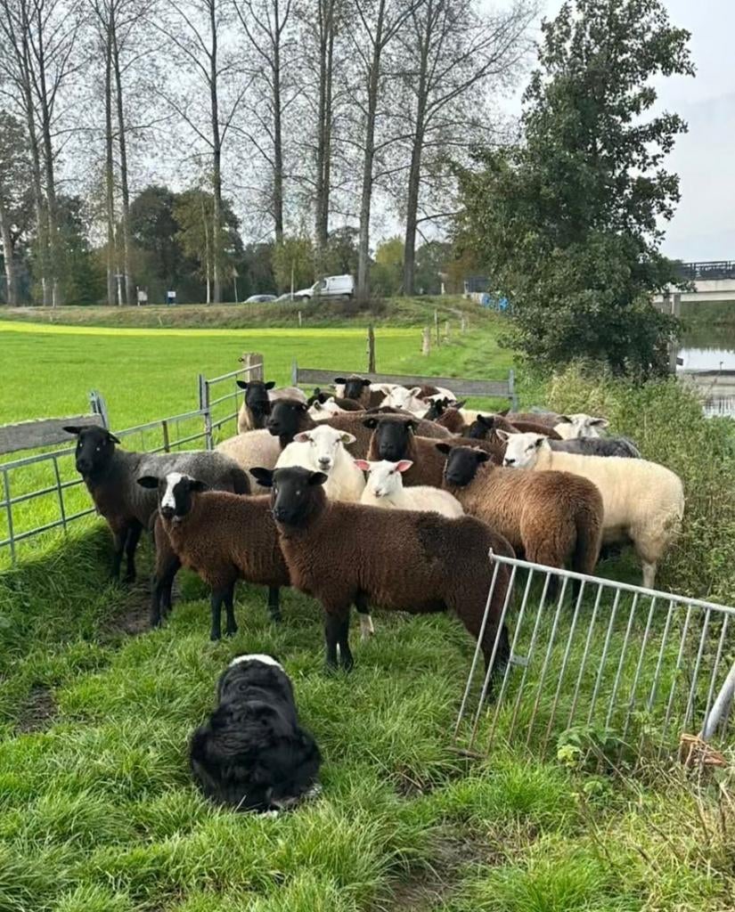 Gezocht  weides  om. Schapen  te laten grazen, Dieren en Toebehoren, Vrouwelijk, Schaap